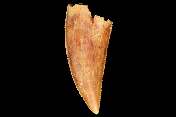 Serrated, Raptor Tooth - Great Tip #123578